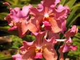 Orchids show