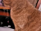 Кошка это нечто