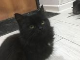 Приблудилась Кошечка-подросток!