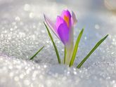 ?весна ?Обрывком прерванного сна
