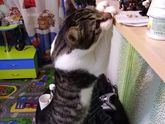 Кото - инспекция