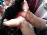 Моя котейка. Стерилизация.