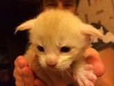 Котятам 16 дней