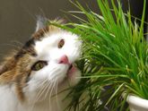котЭйко...печально.