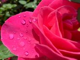 😍🌹☘️