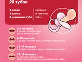 Сколько зубов? ?