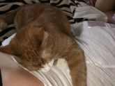 Котик странно себя ведёт 😆