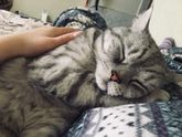 Мой Британский мальчик Марсель ❤️🔥