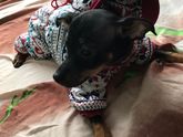 Наш пёсель?