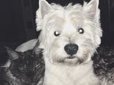 Запах собаки