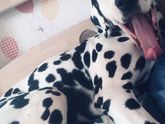 Собака -зевака-улыбака