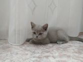 помогите с кличкой
