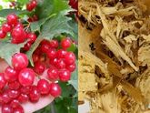 Корень шелковицы с ягодами калины: Народная медицина