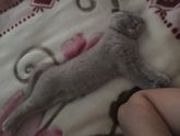 Кошка дубль 2)))
