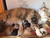 А у нас сегодня кошка родила вчера котят..