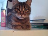 Наши кото-новости)🐱