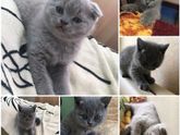 г.Тирасполь