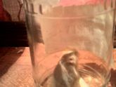 А я мышь поймала!!!)