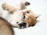 Всемирный день кошек:)
