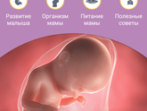33 недели
