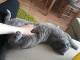 киса чудит или чувствует беременность)