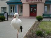 Аиста вам в ленту?