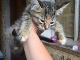 Милейшие создания ищут дом