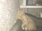 Когда твой кот не