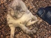 Подарили нам кошечку😍