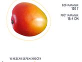 16 неделя?