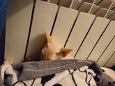 Жизнь и мучения кота. Зима 1