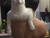 Поведение кота