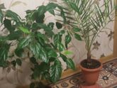 Призовой конкурс "Самый красивый комнатный цветок"( набор завершен)