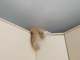 Все о детях, а я всё про кота 😆