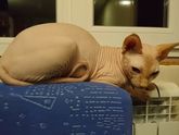 Жизнь и мучения кота. Зима 1
