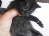 Наши кото-новости)🐱
