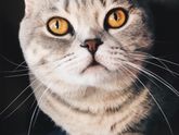 Про кота 😺