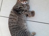 Кот