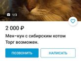 Найден кот