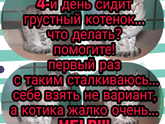 Пожалуйста, помогите найти дом котенку!