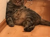 Мой гордый котик 😍