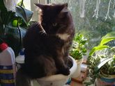 Давно о котэ не разговаривали. Поговорим?