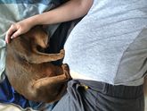 Ревнивый кот