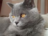 Кот😾