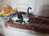 Мои любимки