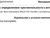 Мазок из зева. Neisseria meningitidis