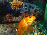 Золотая рыбка заболела( плавает боком по дну