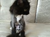 Кошки ,дети ,шерсть