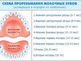 Зубы