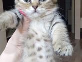 Кличка котёнку